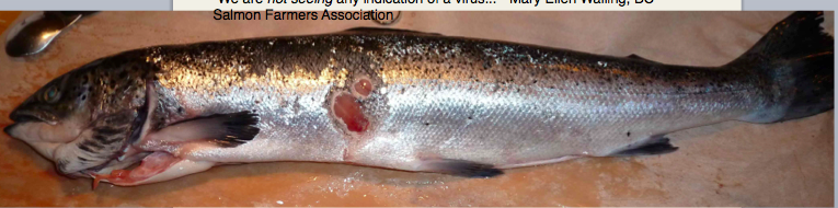 Atlantic salmon with lesion - Courtesy Alexandra Morton
