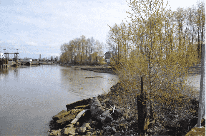 View upstream of the Project site showing Seaspan's Existing Facility from WesPac Tilbury Marine Jetty Project Project Description CEAA Summary