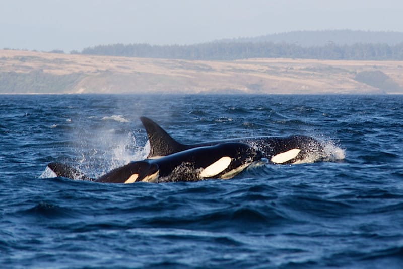 A pod of orcas close to the coast of Vancouver Island coast by PROThomas Hubauer via Flickr (CC BY SA, 2.0 License) 