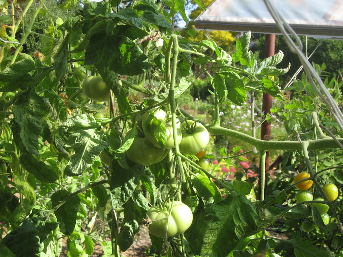 Home grown Tomatoes - Roy L Hales photo
