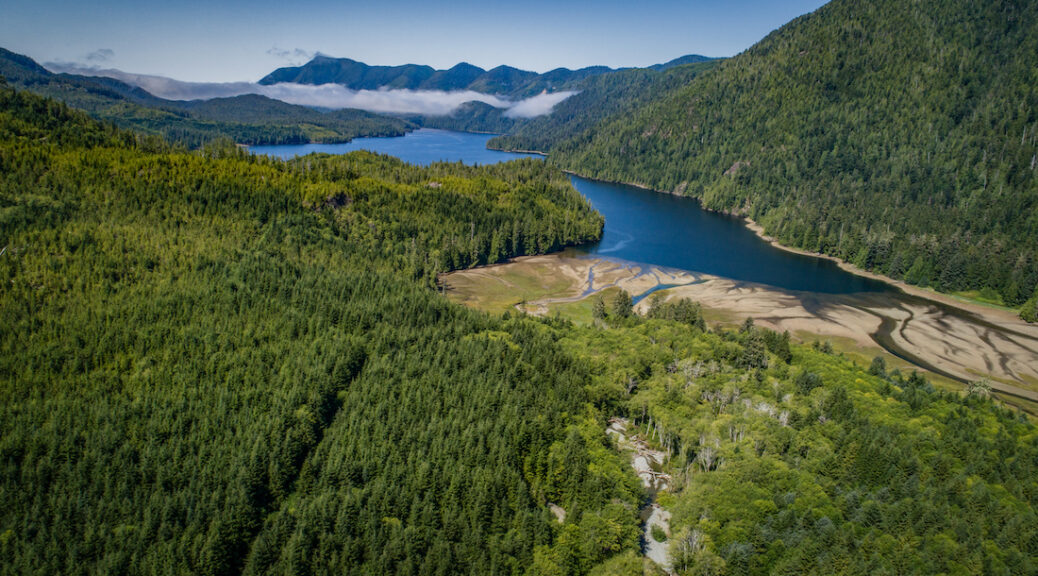 92% of British Columbians want old growth forests protected