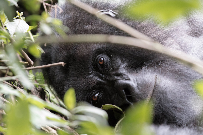 Before returning home from Africa, Bruce got to see a mountain gorilla