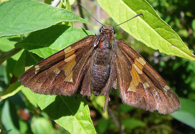 Species at Risk on Cortes Island - Silver Spotted Skipper
