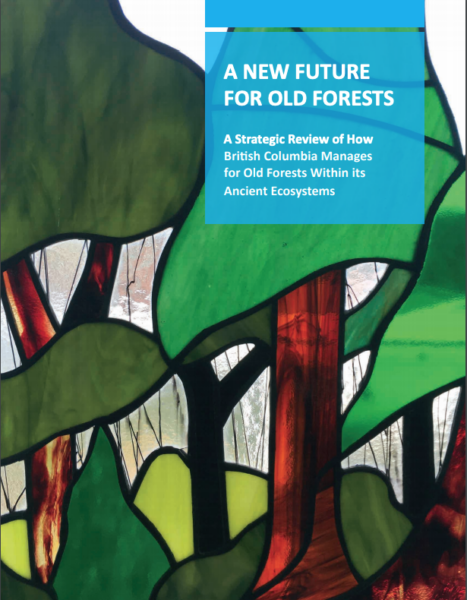 An illustrated forest on the cover of a BC government report on old growth forests called "A New Future For Old Forests."