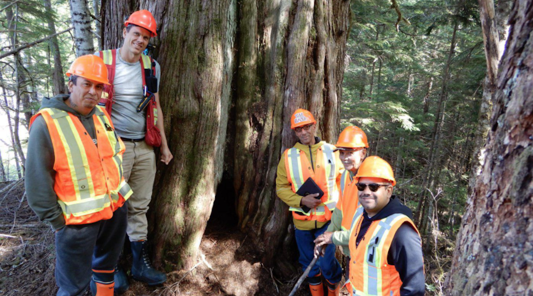 Na̲nwak̲olas Council has developed a large cultural cedar operations protocol to protect sacred old-growth trees from logging.