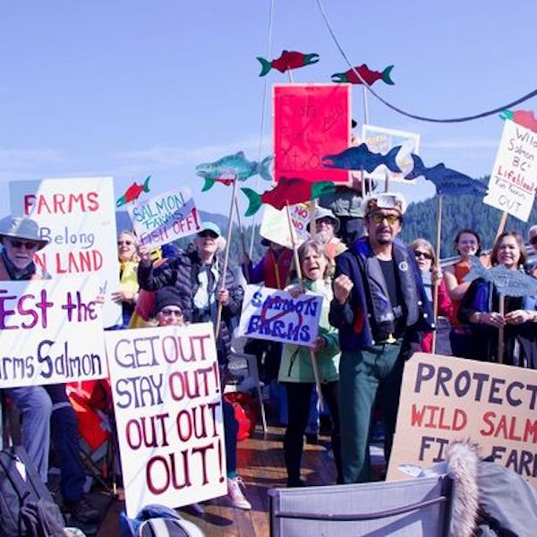 People hold signs protesting against salmon farms on Cortes Island on a sunny day