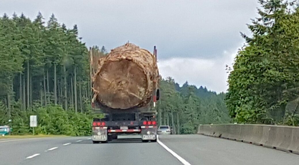 Photo of massive Sitka Spruce