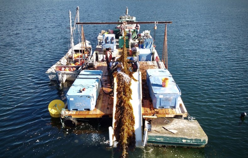 The Klahoose First Nation's first kelp harvest, in partnership with Cascadia Seaweed