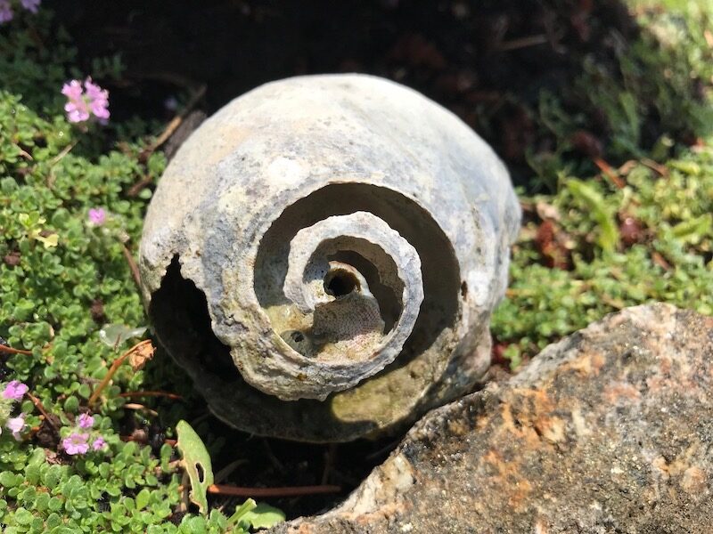 Artwork provided by Cortes Island Foundation