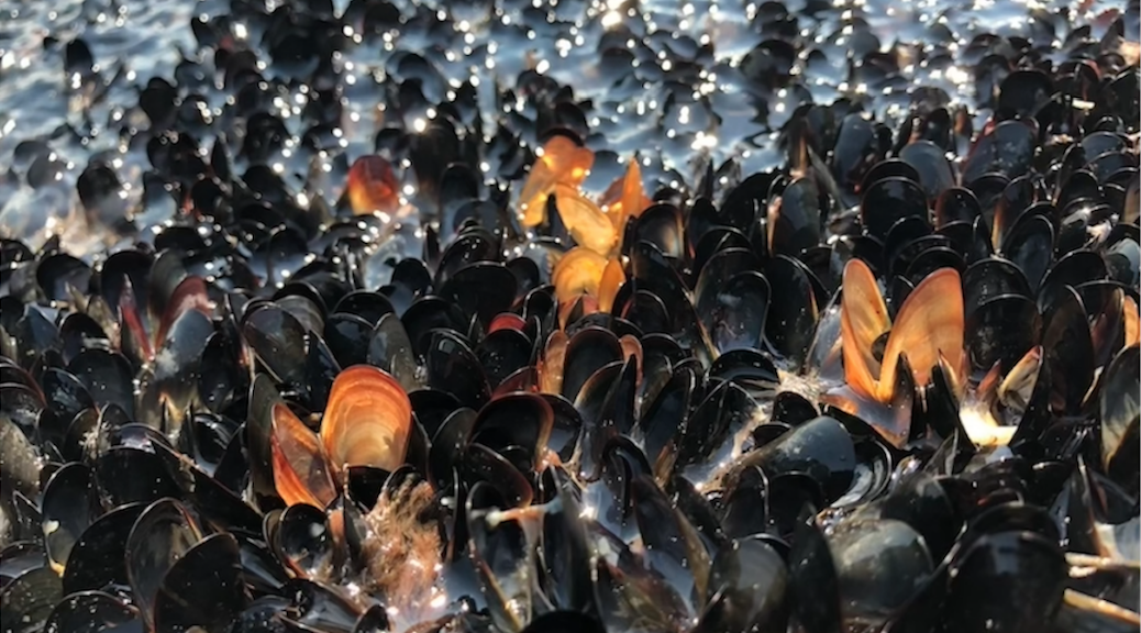 Dead mussels at the waterline