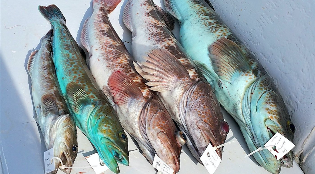 Five Ling Cod, two of which are electric blue