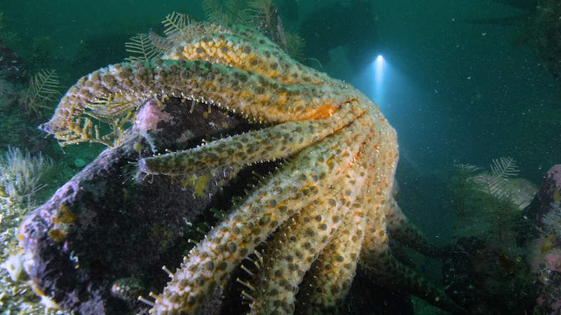 Diver approaching a Sunflower Sea Star