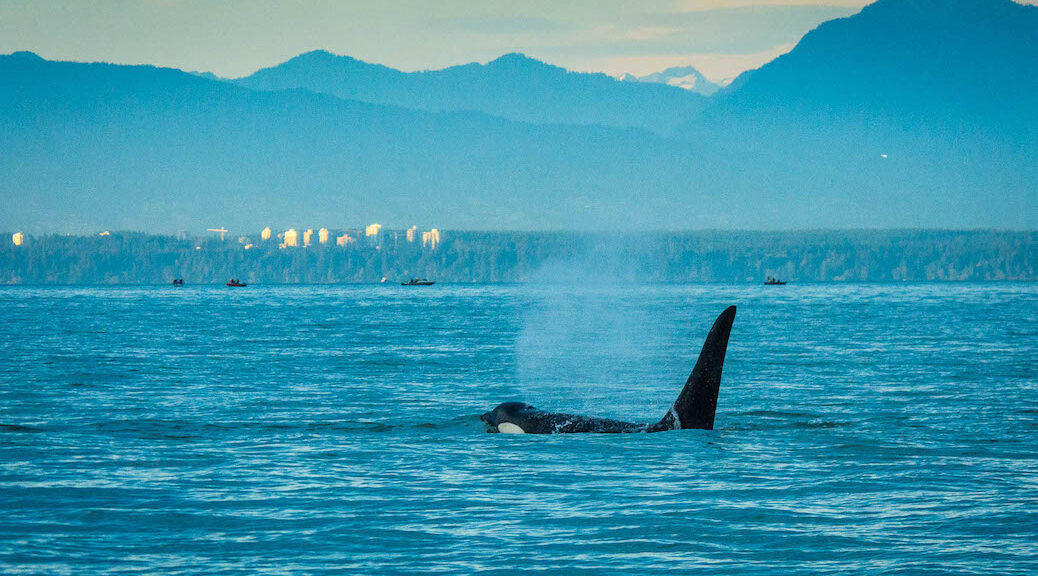 KIller Whale swimming in waters off Vancouver
