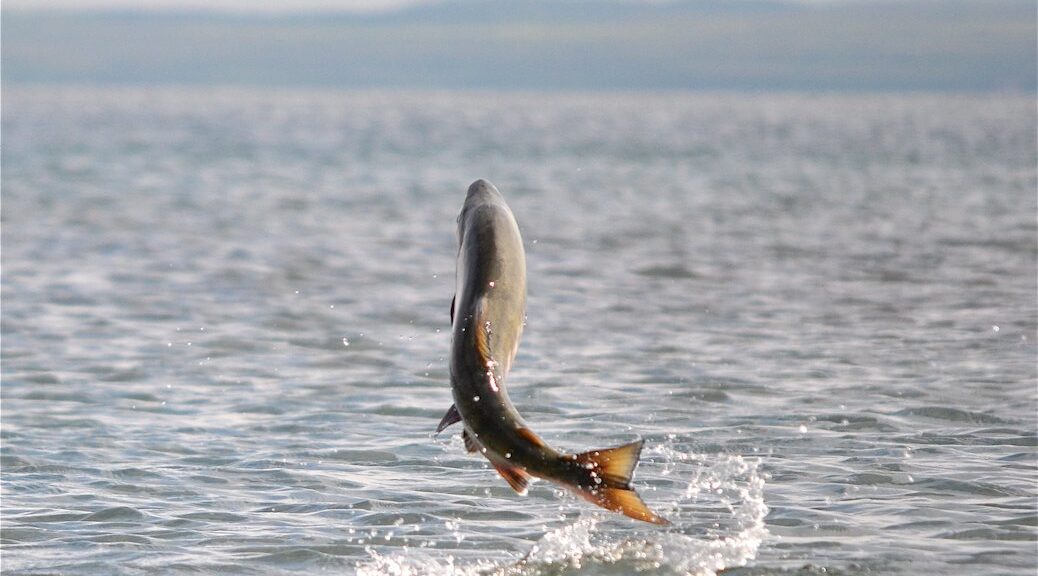 Chum salmon jumping