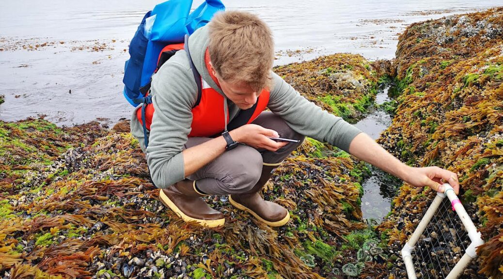 Man measuring shellfish density on an intertidal tidal rock