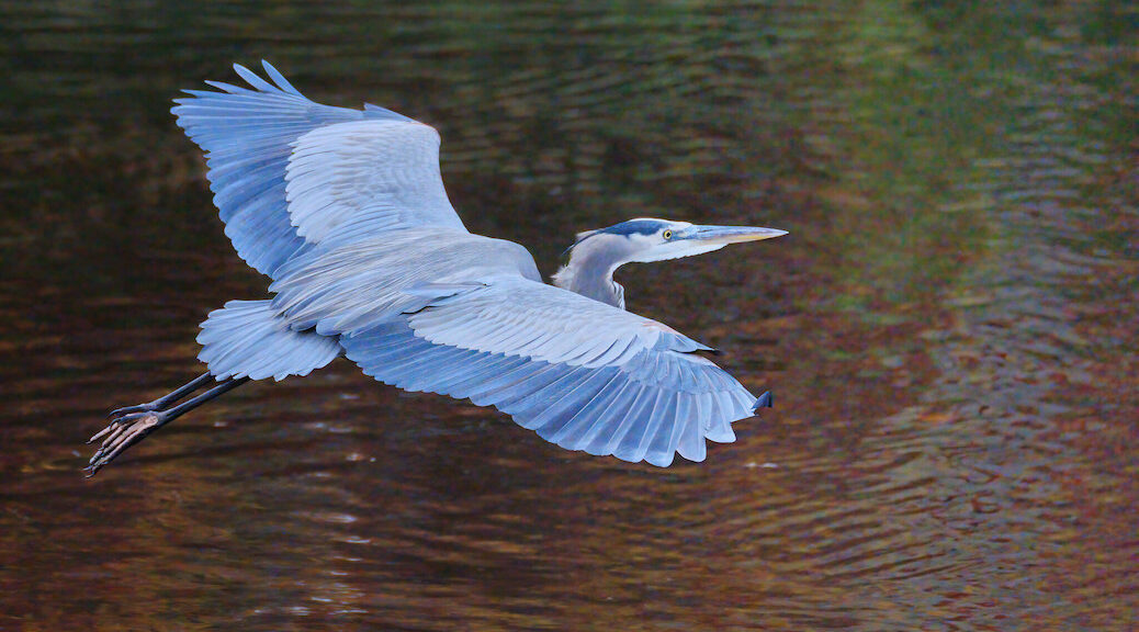 Great Blue Heron gliding over the surface of water