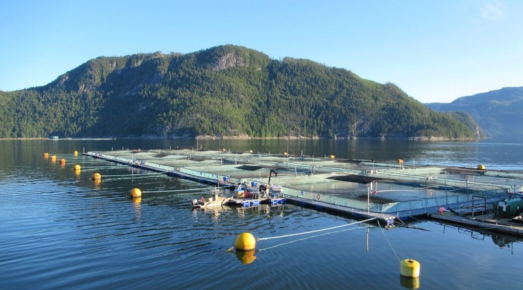 A salmon farm floating in the ocean