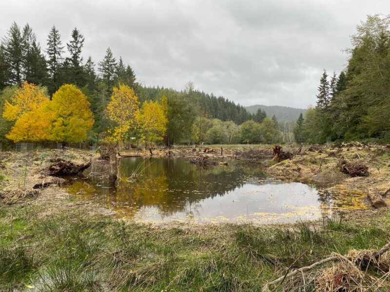 A big pond in a field
