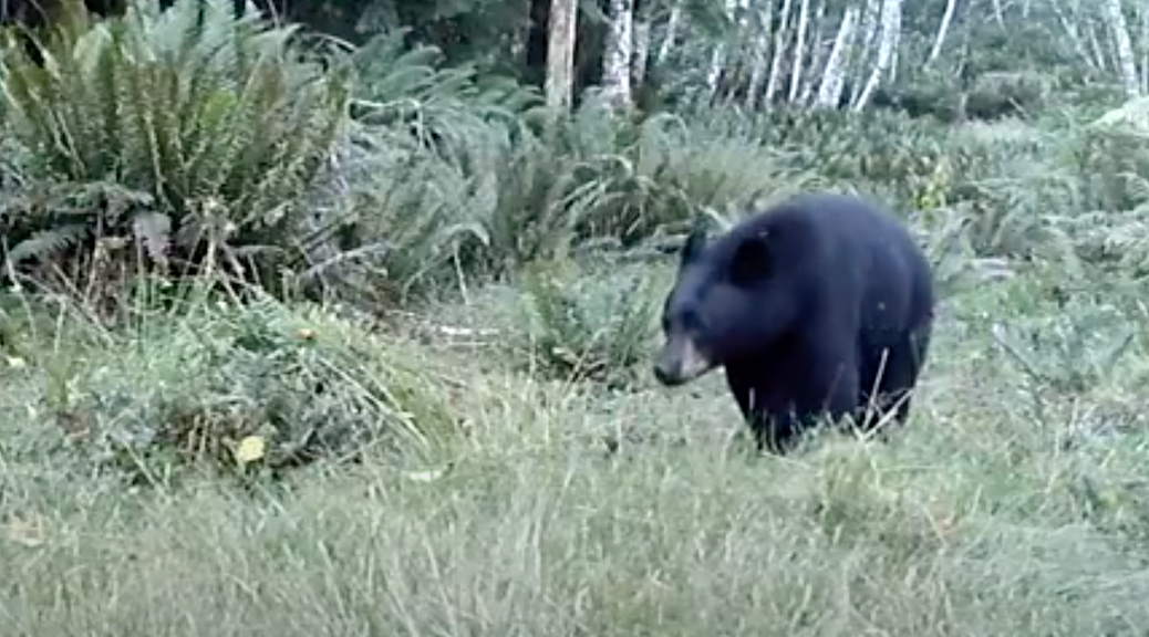 Bear walking in forest