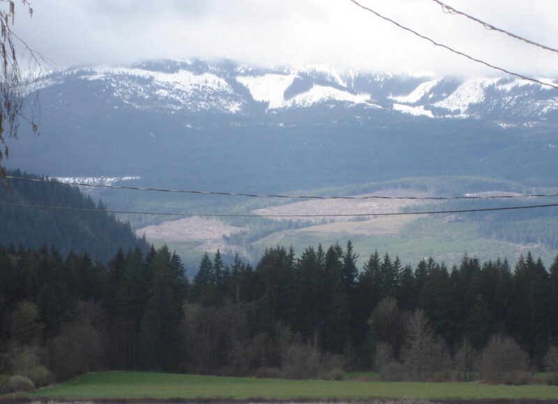 A hillside covered with massive cutblocks