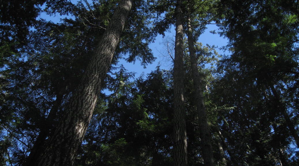 Treetops against a blue sky