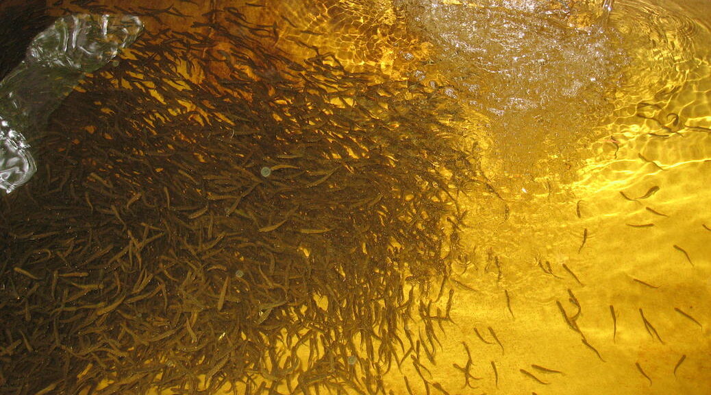 A large cluster of salmon fry school together in yellow brown waters