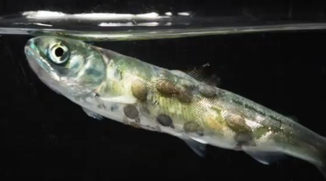 lice infected salmon fry
