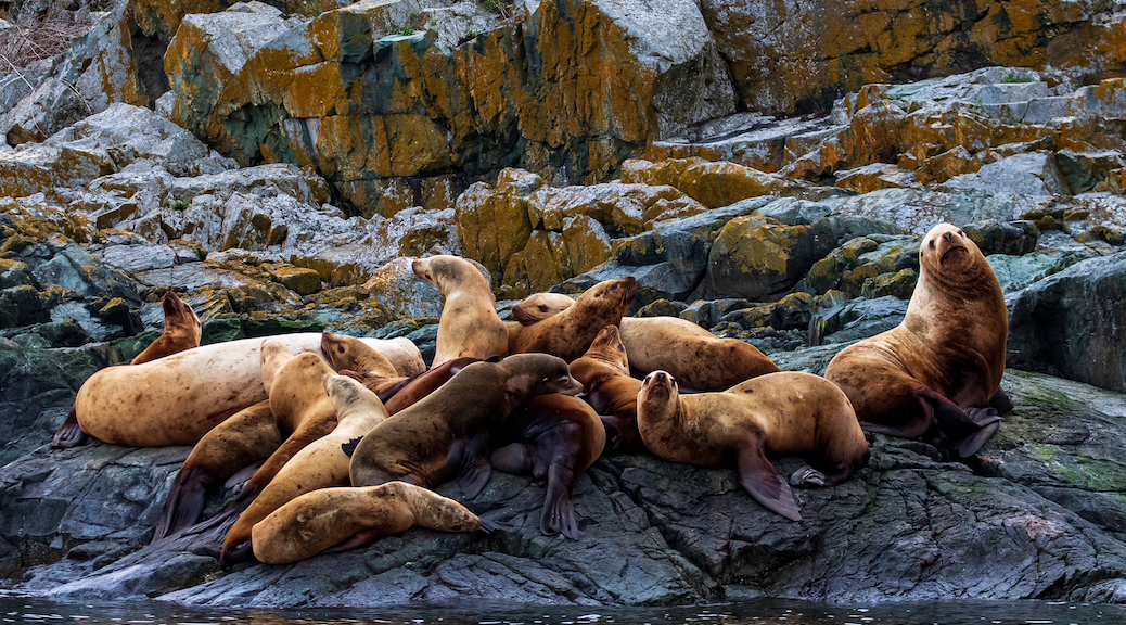 A group of Stellar Sea Lions on the rocks