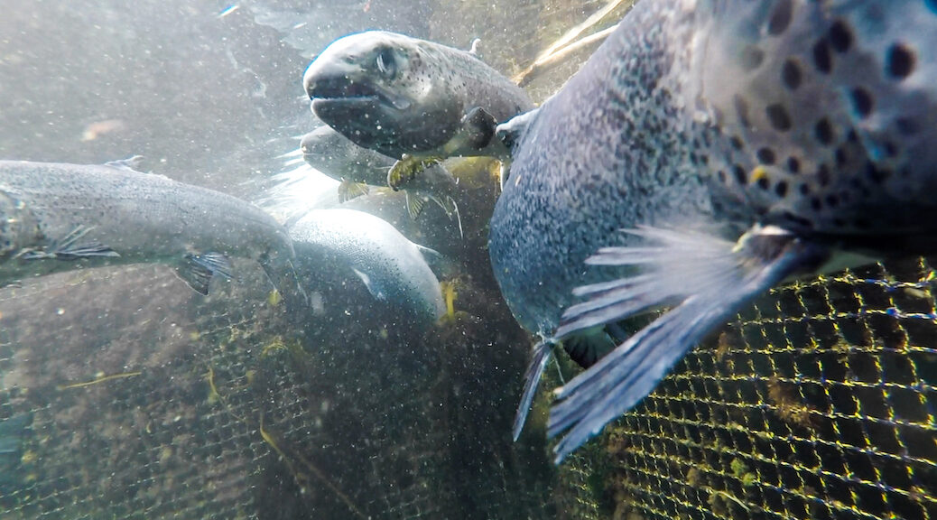 Atlantic salmon beside the net of a fish farm