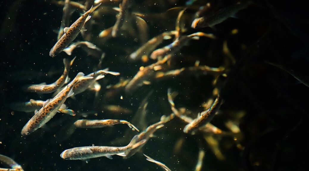 A school of Chinook salmon fry