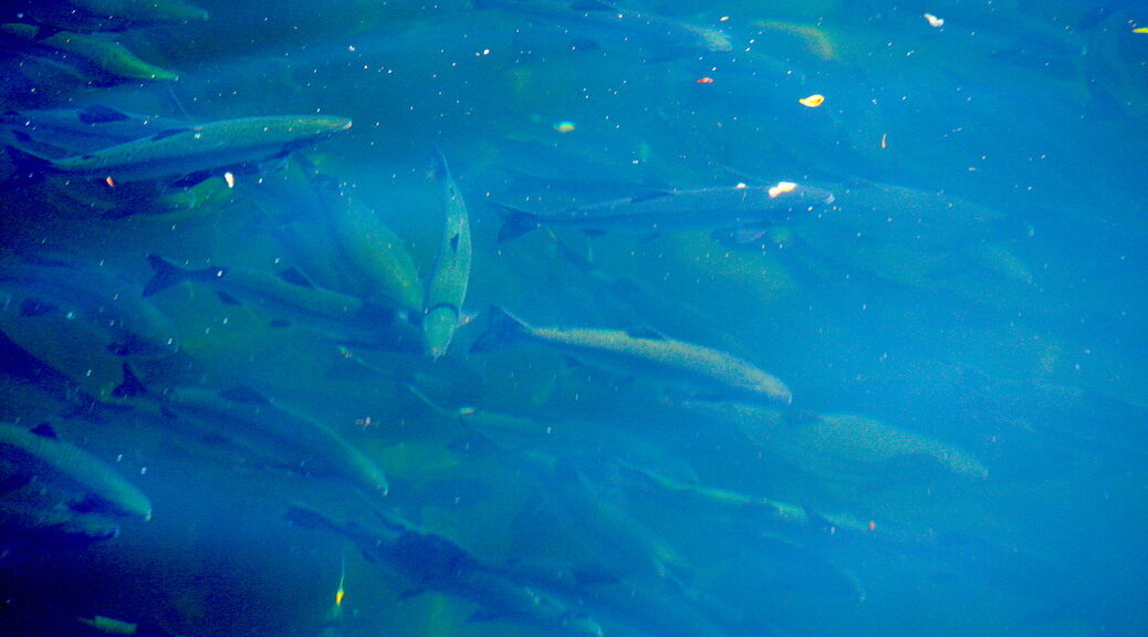 Salmon schooling in the Campbell River