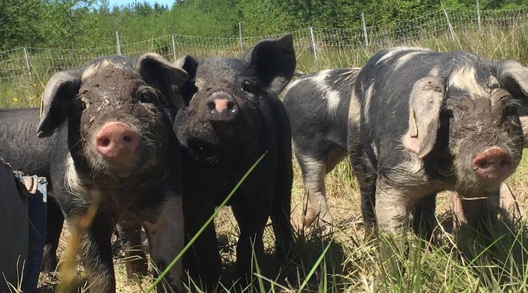 Four inquisitive looking pigs in a pasture