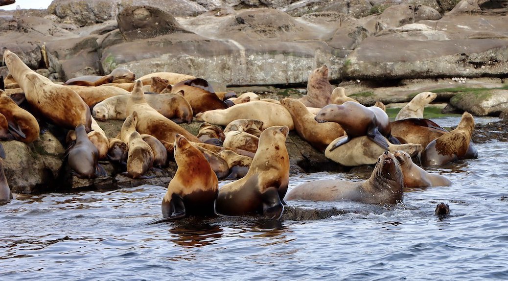 A group of stellar sea lions on rocks
