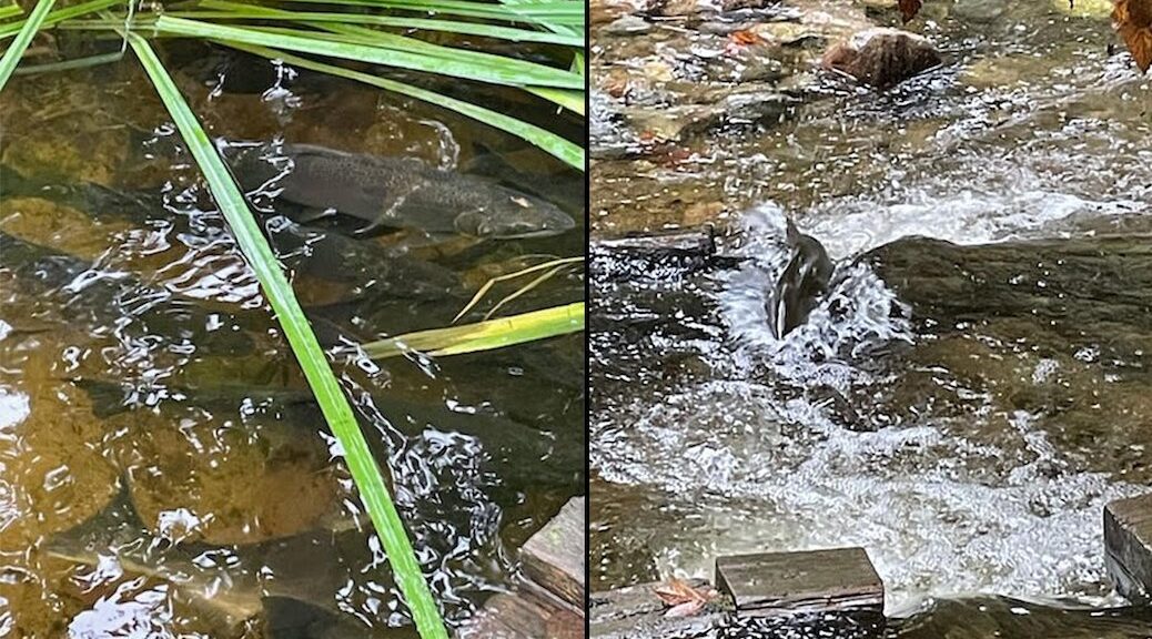 Two pictures of salmon swimming up a very shallow creek