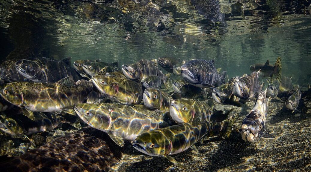A school of Coho salmon at the bottom of a river