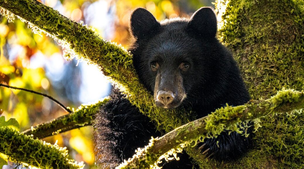 Black bear staring down from a tree