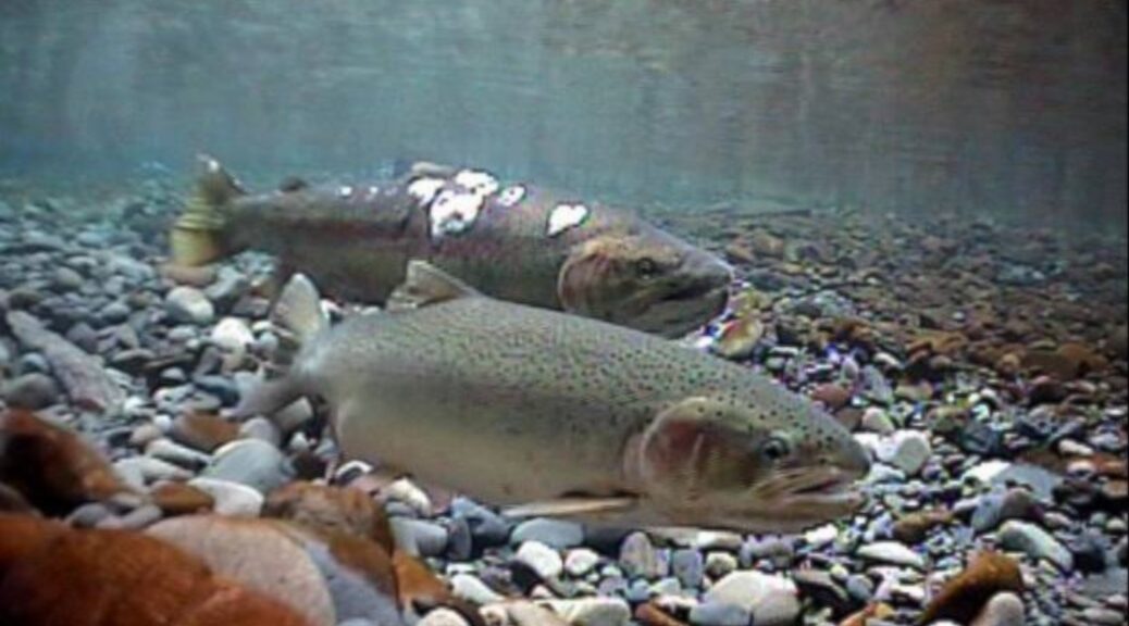Two Steelhead trout spawning in a gravel streambed.