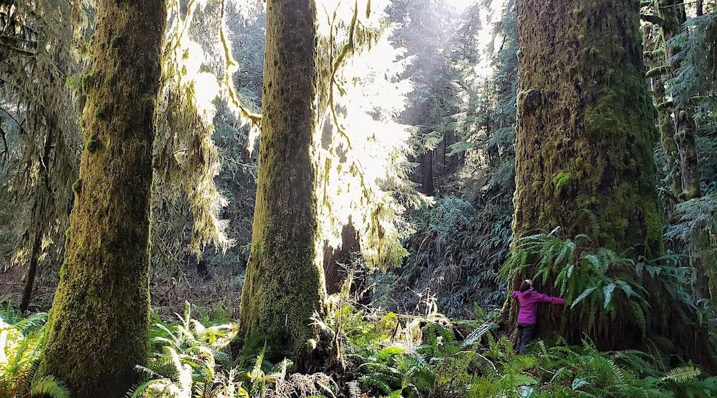 Woman, in the middle of an old growth forest, embracing the truck of a giant old growth tree