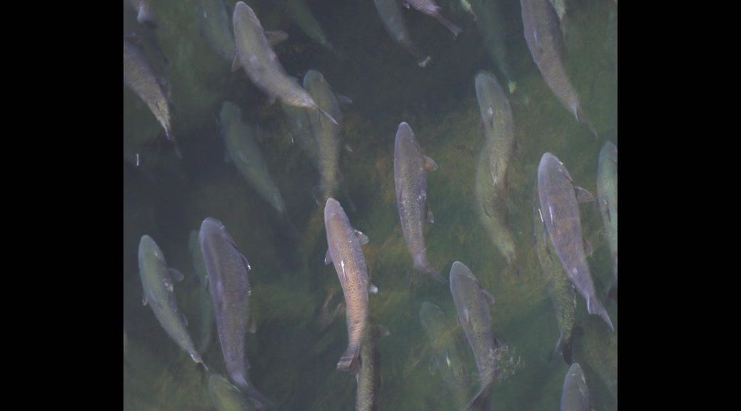A school of Chinook salmon swimming up a river, viewed from above