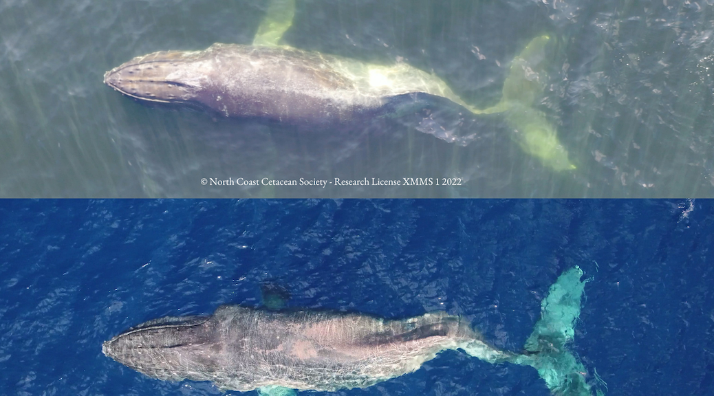 Two aerial photos of a humpback Whale with an S shaped spine