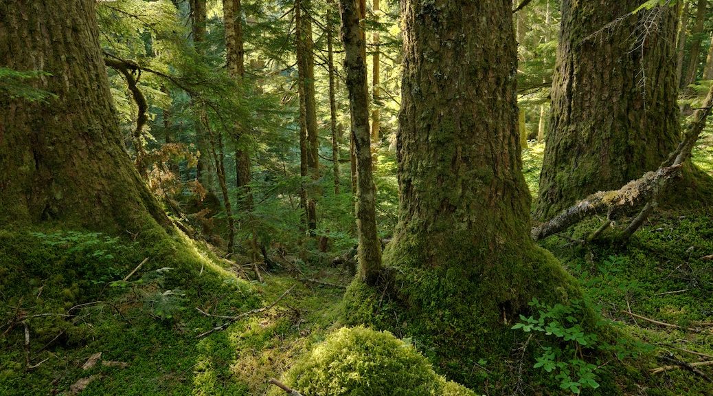 Light coming through the forest, several of the trees are old growth