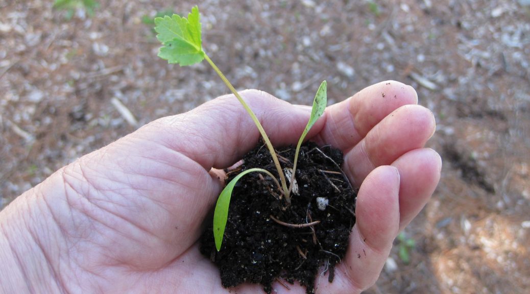 A seedling is held up lovingluy in someone's hand