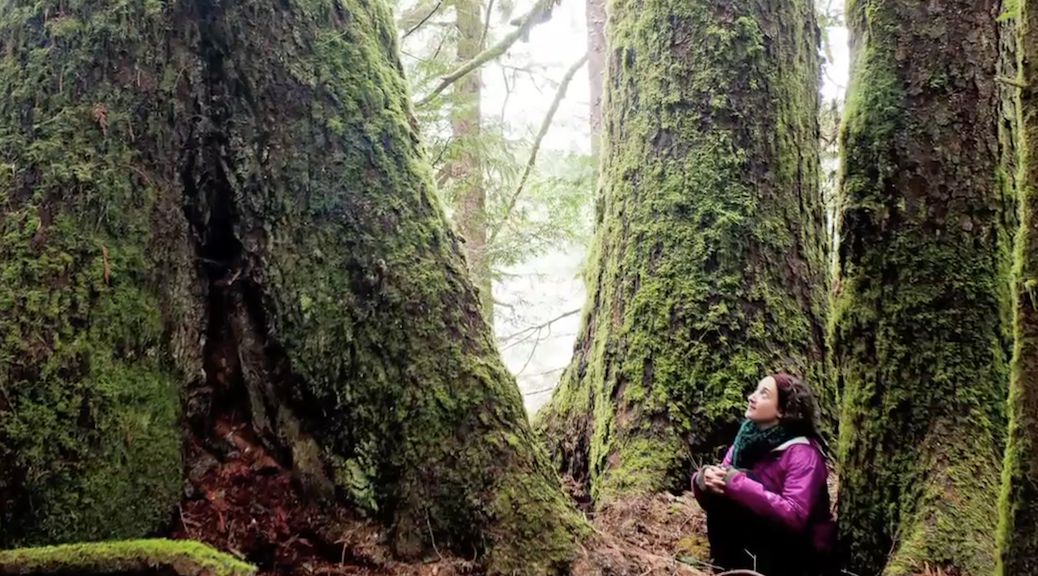 Young woman looking up at two ancient trees