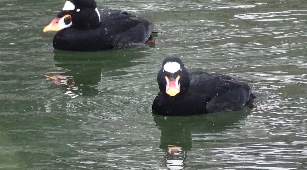 Two water fowl with large beaks swimming on the surface of a body of water