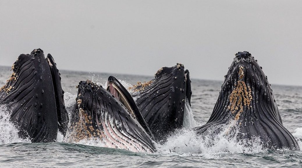 Four humpback whales aith opn mouths rise up above the surface of the waves