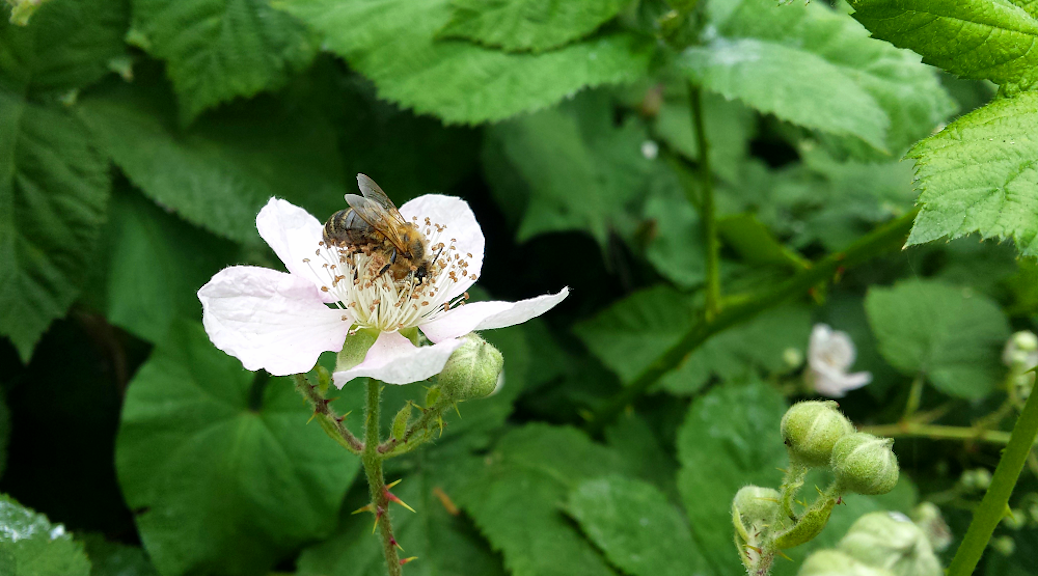 bee on a blackberry flower