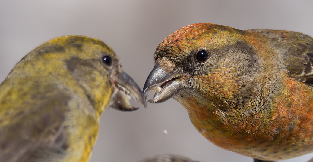 A orange coloured bird passing a seed, with its beak, to another bird of the same species
