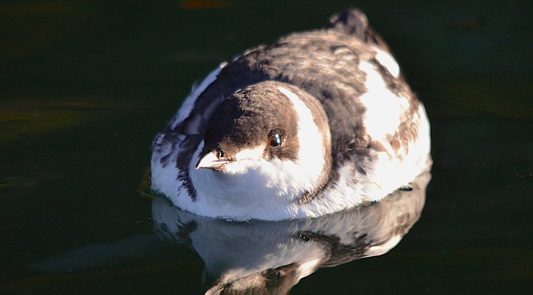 Close up of a Marbled Murrelet who is looking at the photographer, as it float in the water.