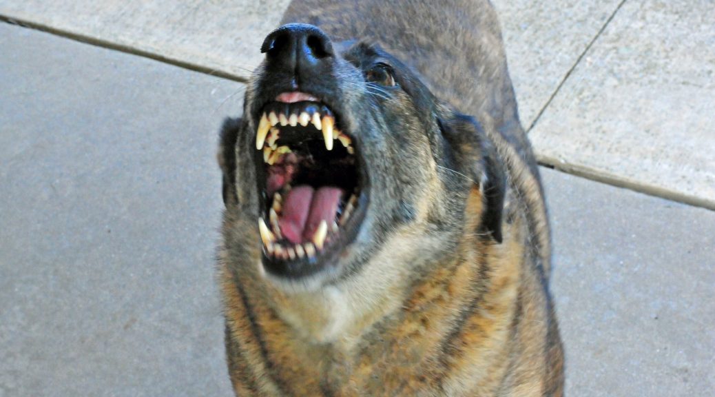 Vicious looking dog bearing it teeth