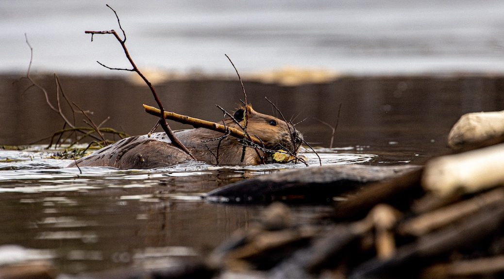 A beaver swimming with branches in its mouth